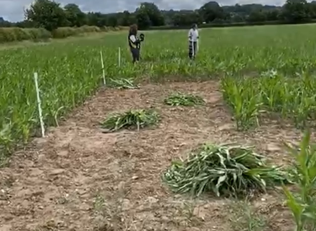 Pulling maize is hard work!